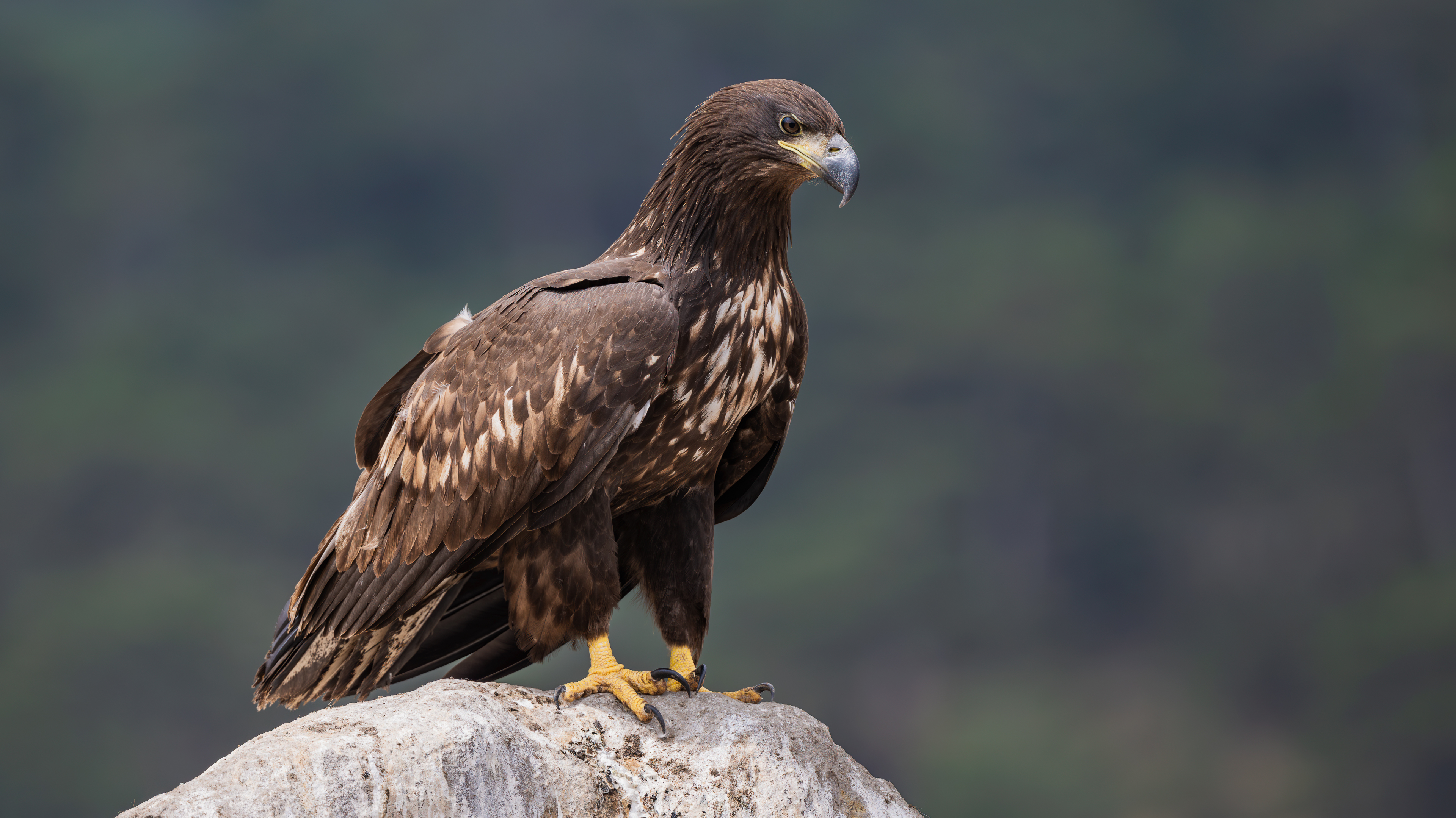 White-tailed Eagle
